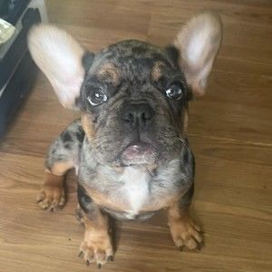 Meet your Posher, Ivan